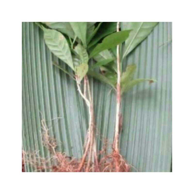 bibit kopi robusta/bibit kopi cabutan