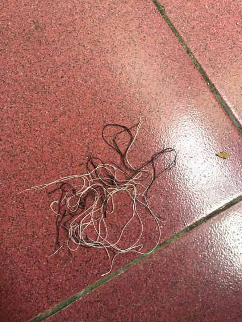 Bswart Batik Hrb026 Kenongo Hem Pendek Padi Pekalongan M L Xl Batik Pria Murah Modern Grosir