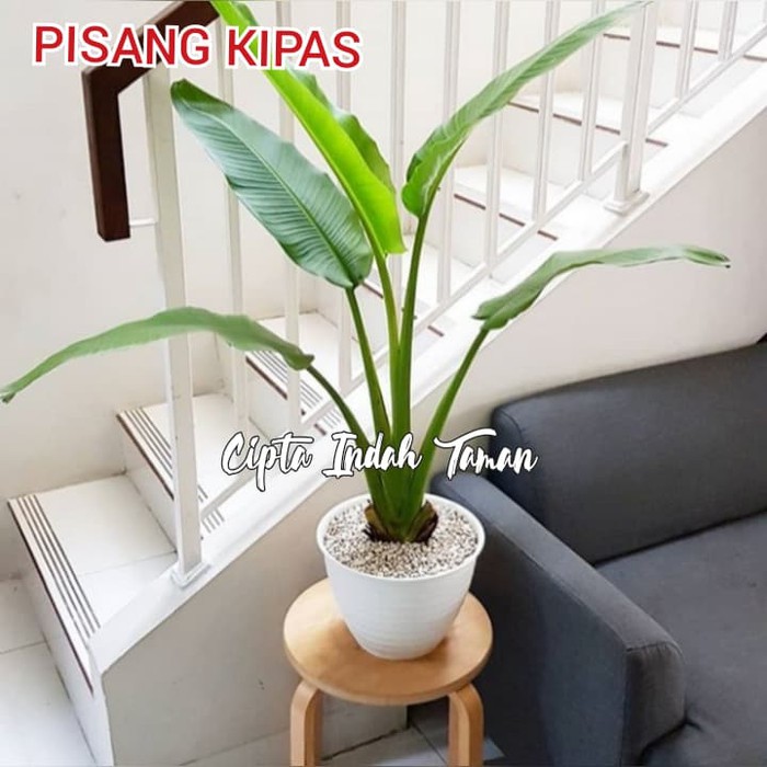 Tanaman hias pisang kipas | bibit pisang kipas | pisang kipas mini