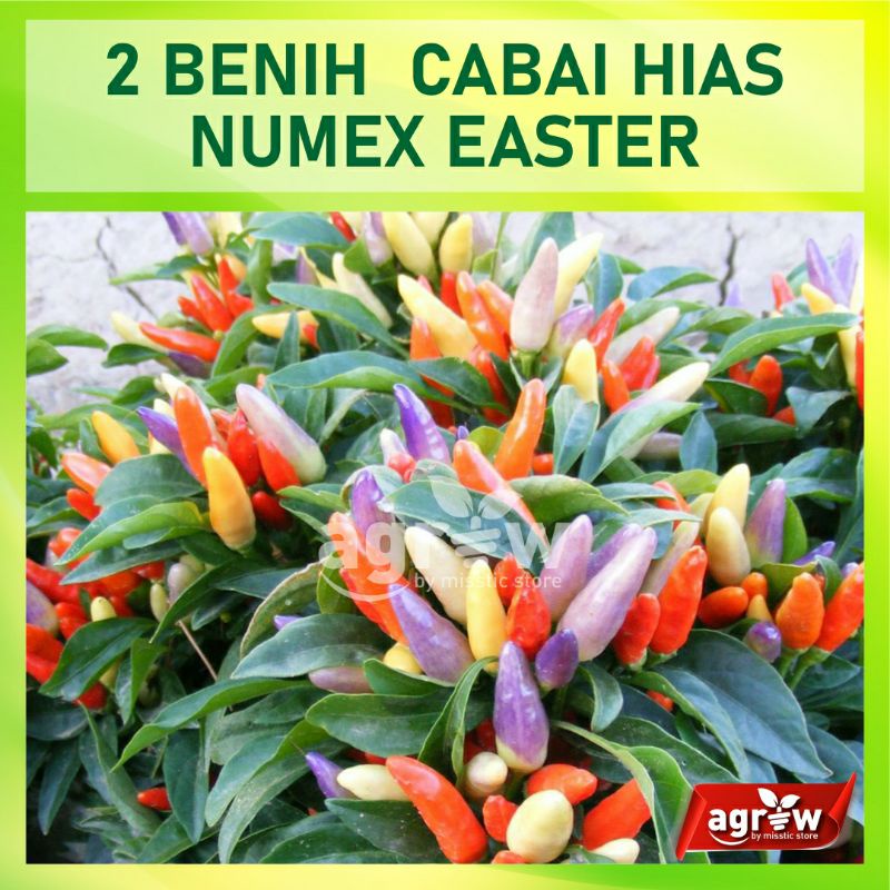 2 Benih Cabe Hias Pelangi Numex Easter Cabai Hias Rainbow Known You Seed