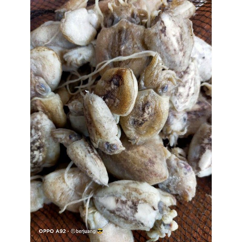 

cumi bekotak kering asin