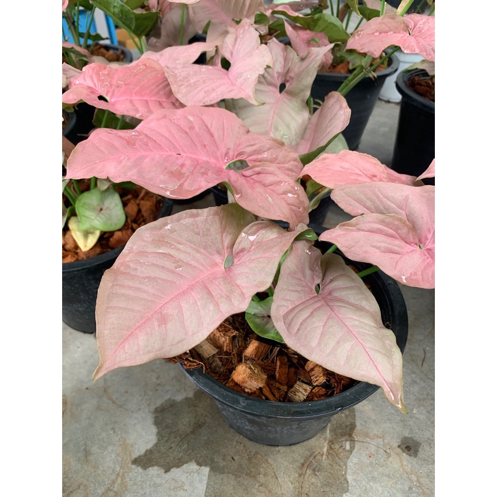 Taanaman Bunga Syngonium Pink Spot Tanaman Syngonium Original Tanaman Pink Spot Murah