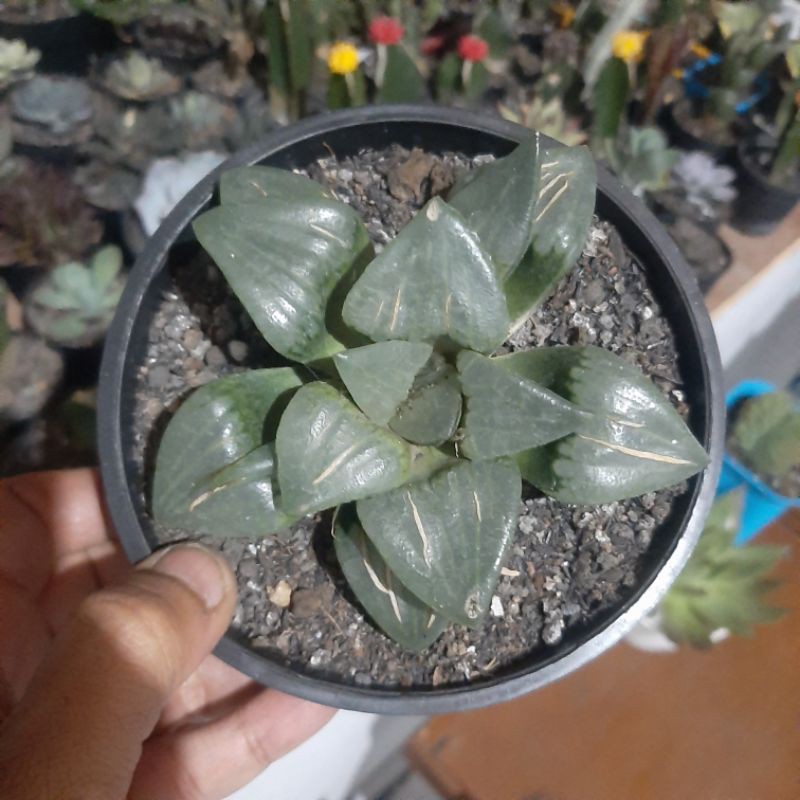 Haworthia Bayeri