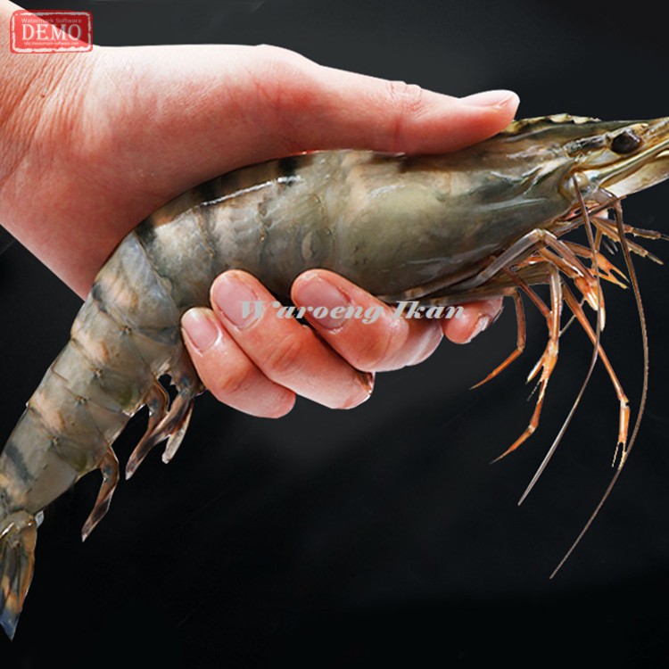 

Udang Tiger Segar Size 20-24 /1Kg