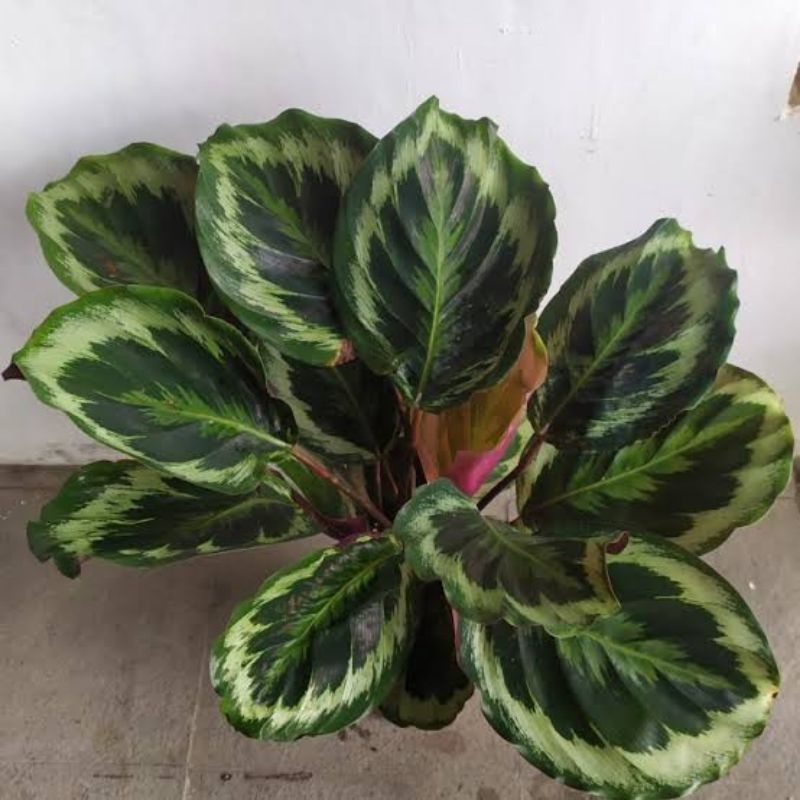 Tanaman Hias Calathea Marion Calathea Import Motif Cantik Calathra Terawat Segar