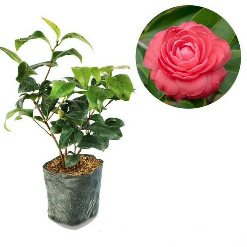 Bibit Tanaman Bunga Camelia Hidup