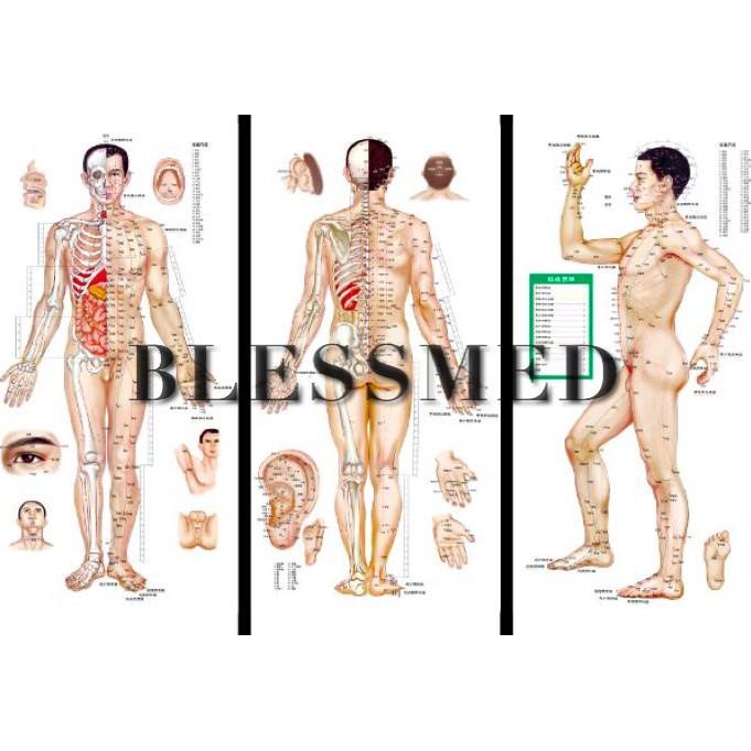 

GAMBAR/POSTER TITIK AKUPUNTUR LAKI LAKI DAN PEREMPUAN ( SET OF 3 )