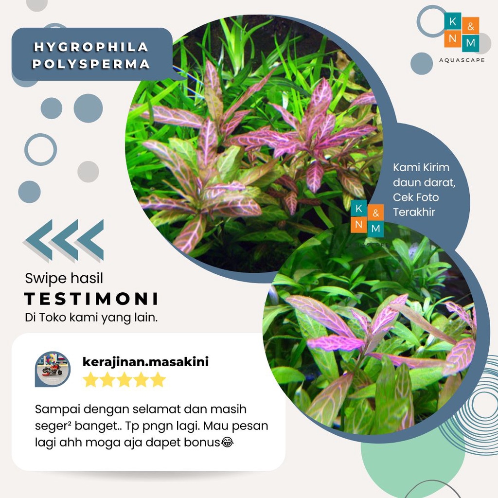 Hygrophila Polysperma Sunset   Tanaman Tumbuhan Stamp stem Aquascape Aquarium Tanpa Low Co2 Aquarium