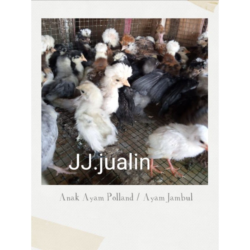 ayam polan - ayam pollan - ayam jambul - ayam hias polland