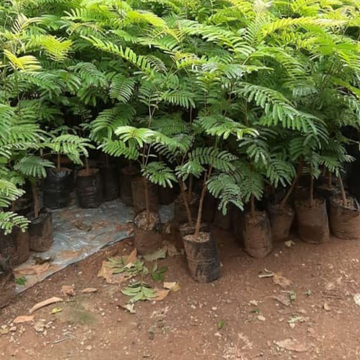 BIBIT PETAI JUMBO SUPER