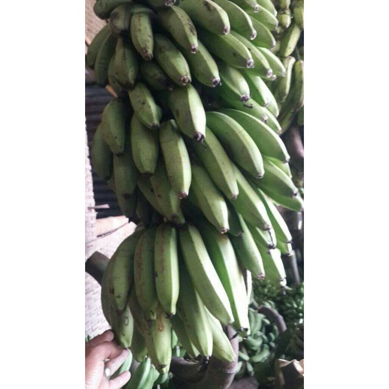 

bikin besar