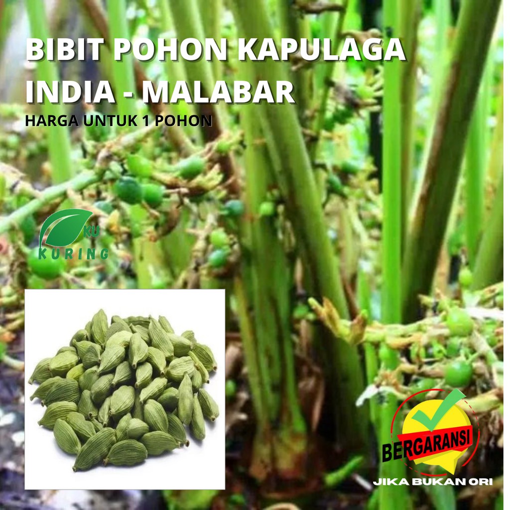 KUKURING Bibit kapulaga hijau india asli - green cardamon malabar