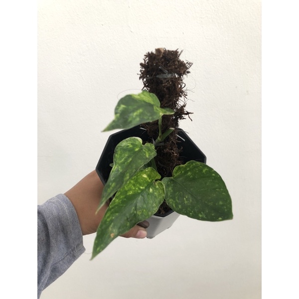 epipremnum yellow frame /kujang