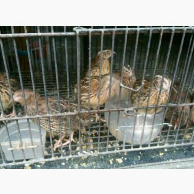 Burung puyuh jantan