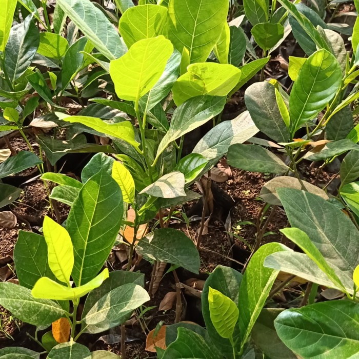 Asli! Bibit nangka madu super Terlaris