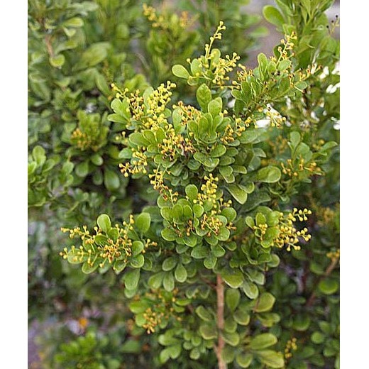 Tanaman herbal pacar cina