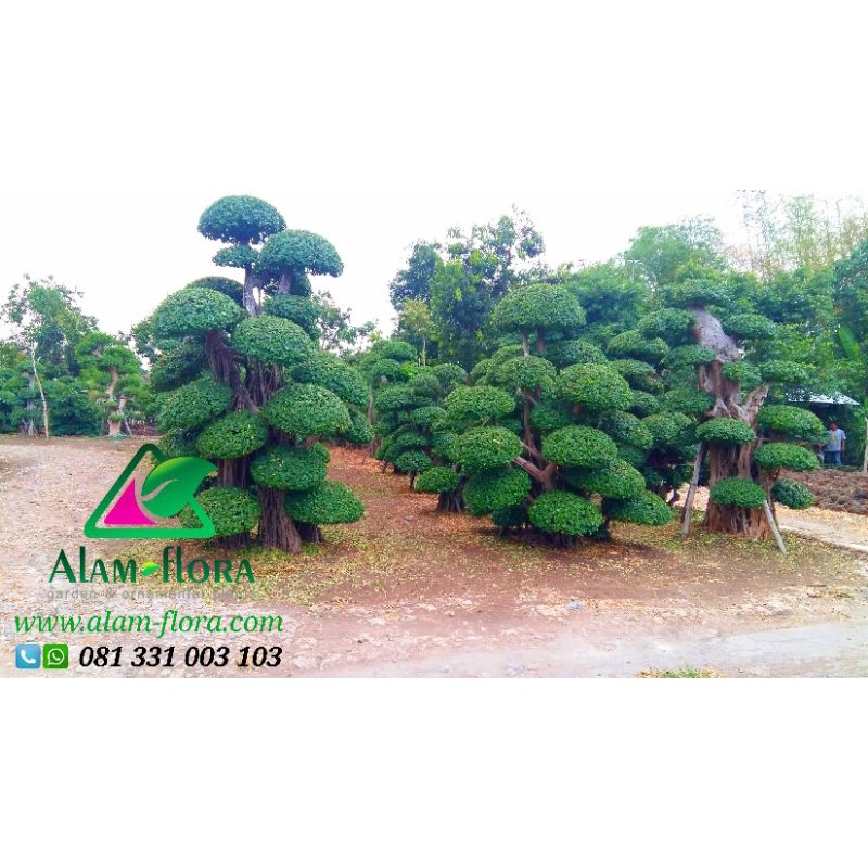 Bonsai Beringin Dolar Untuk Taman