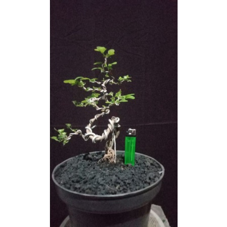 bonsai sianci bolgados