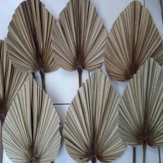 DAUN PALEM KERING DEKORASI Shopee Indonesia DAUN PALEM KERING DEKORASI Shopee Indonesia