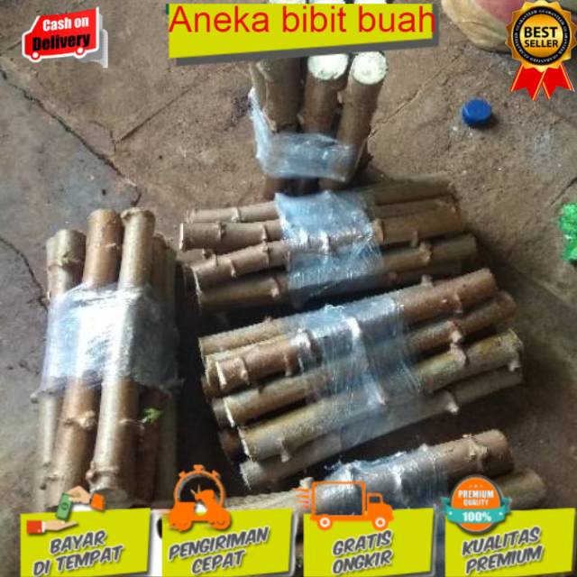 Bibit stek ketela pohon / Ubi kayu / bibit pohon singkong per ikat