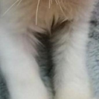 ORIGINAL Kucing & Badan Kucing NAFSU GEMUKIN Anti Vitamin Gemuk Obat Kucing Mak Murah