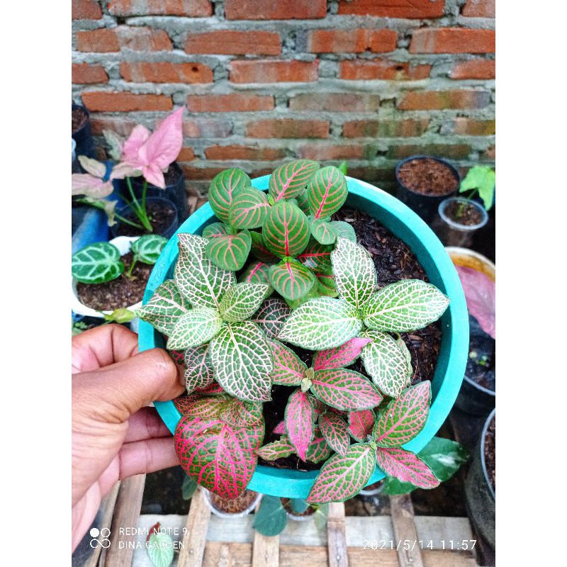 fittonia import