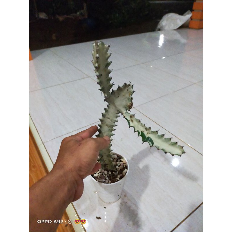 TANAMAN KAKTUS OWNROOT TULANG PUTIH,EUPHORBIA WHITE GHOST,DRAGON BONE