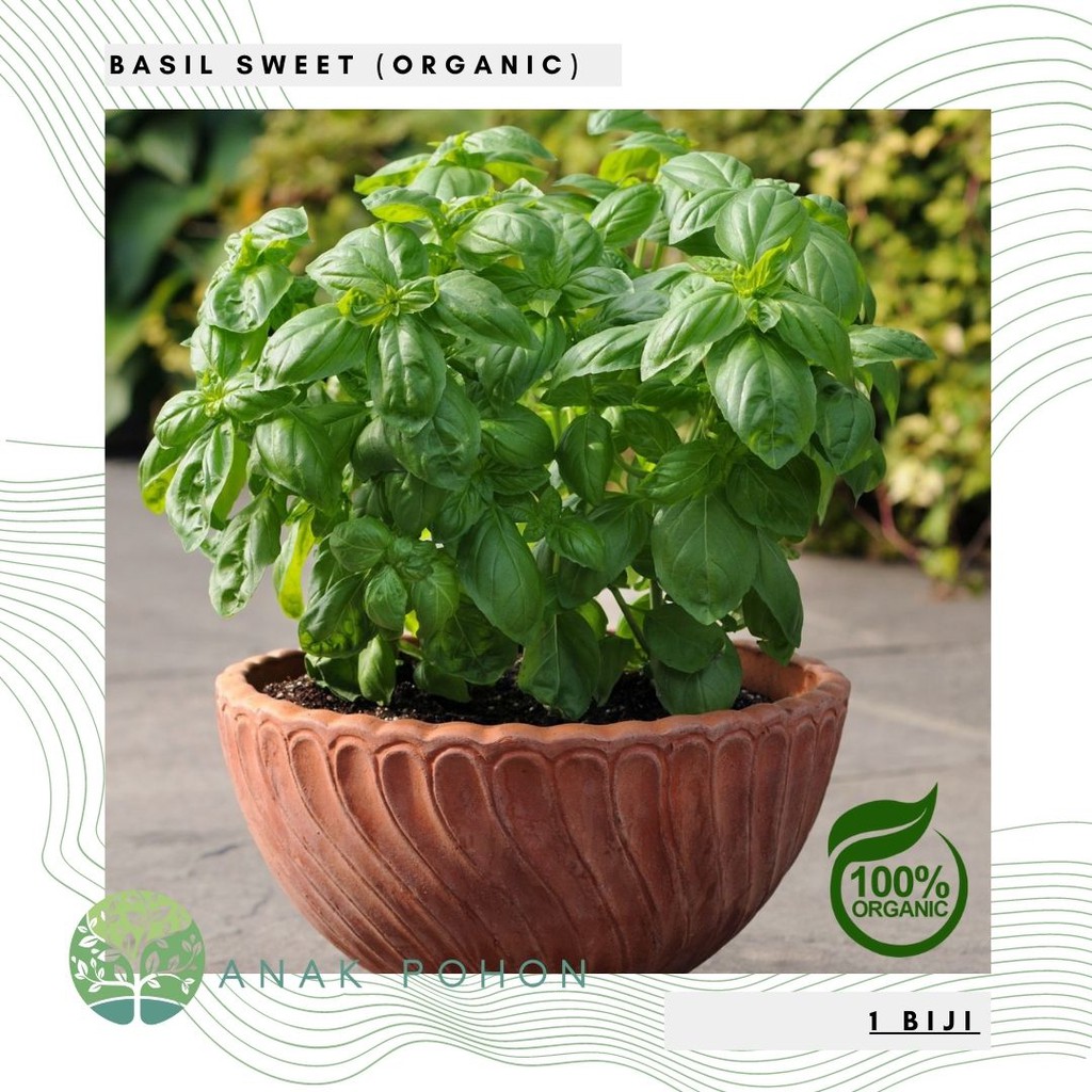 Benih Bibit Biji - Basil Sweet ORGANIC (Ocimum basilicum) Herb Seeds - IMPORT