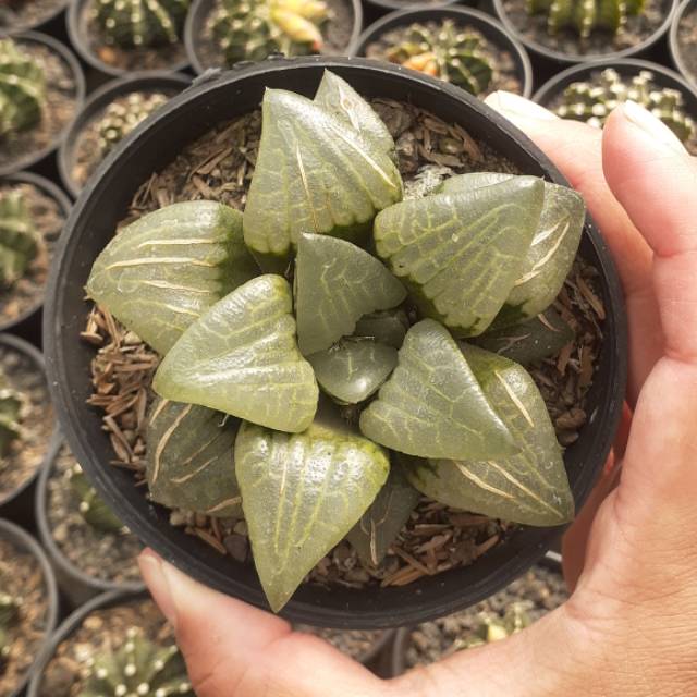 Haworthia coklat 04