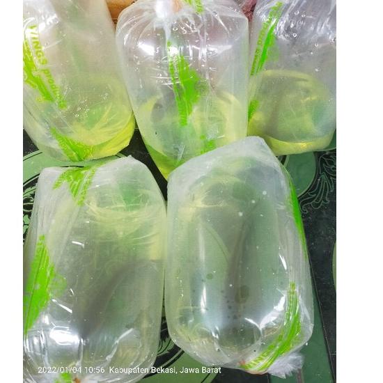 TERBAIK (COD) Ikan Channa 12-14 Cm Maru Yellow Sentarum (Red Eye) Channa Ys new