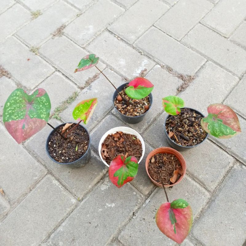 keladi baret caladium baret