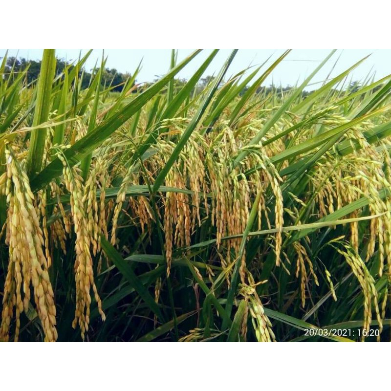 BENIH PADI SR V 2  (5kg)