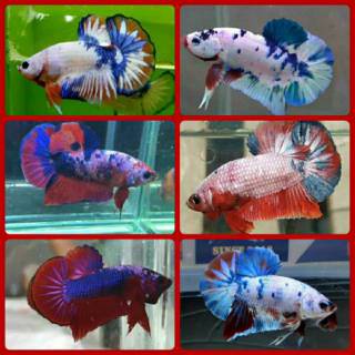 ikan cupang blue rim import sepasang / 1 pair | shopee