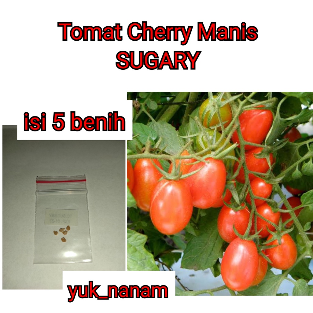 5 Benih Tomat Cherry Merah Manis F1 Sugary Cerry Ceri - Bibit Tanaman Hias Sayur Sayuran Seribuan