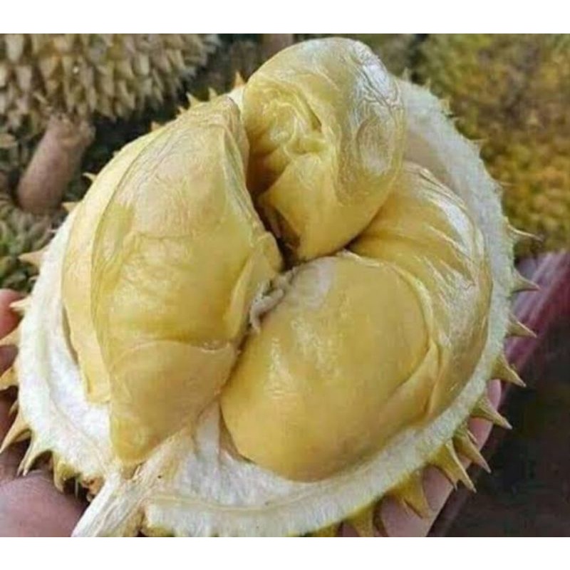 

Durian montong