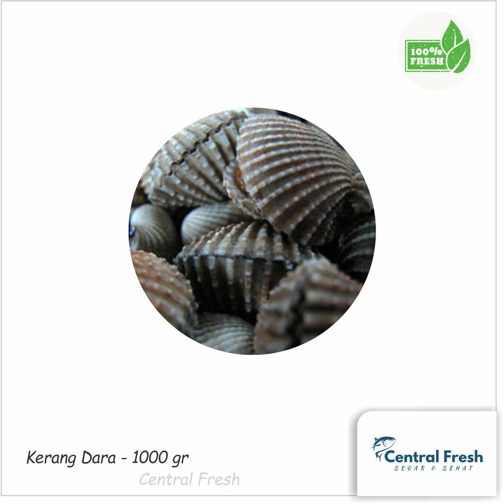 

Kerang Dara Fresh - 1000 gram