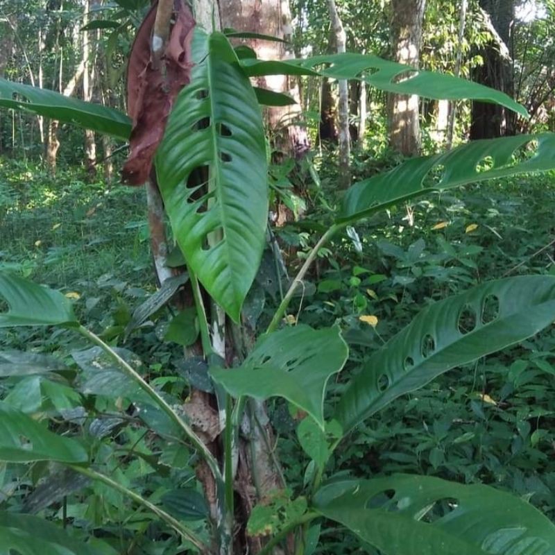 

jabol hutan rafidofora