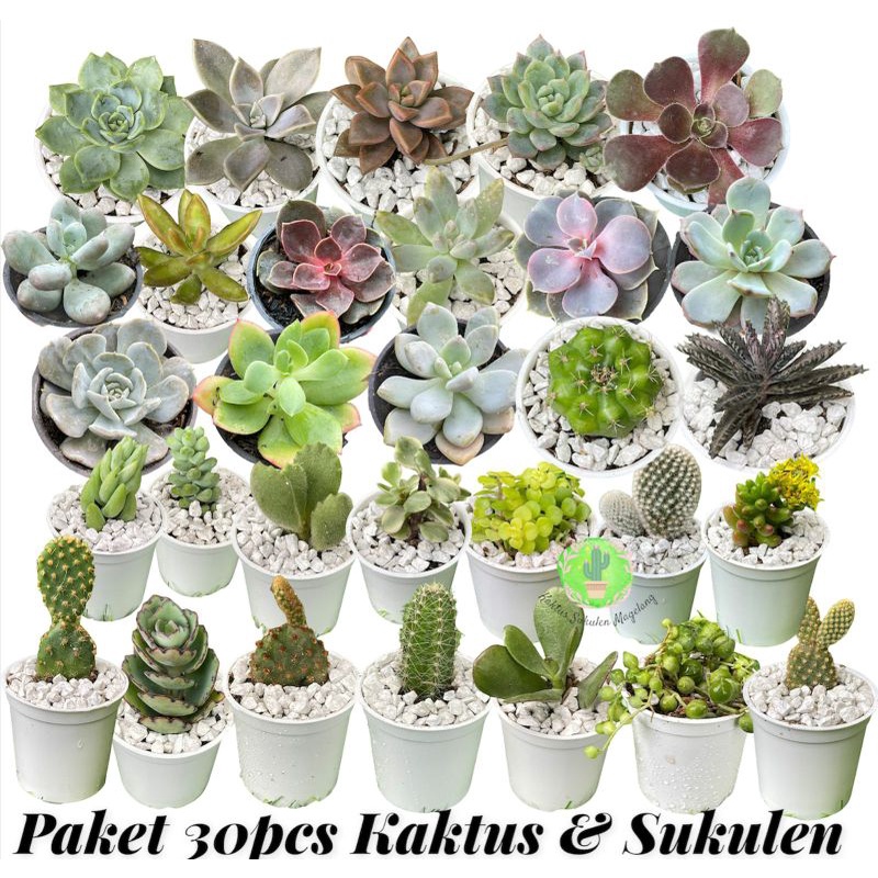 Paket 30pcs Kaktus Sukulen