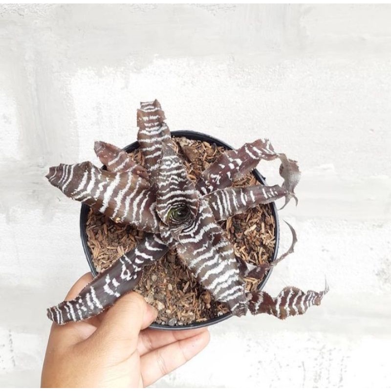PROMO Tanaman Hias Cryptantus Bromelia Tokek Bunga Bromelia Tokek Pohon Bromelia criptantus