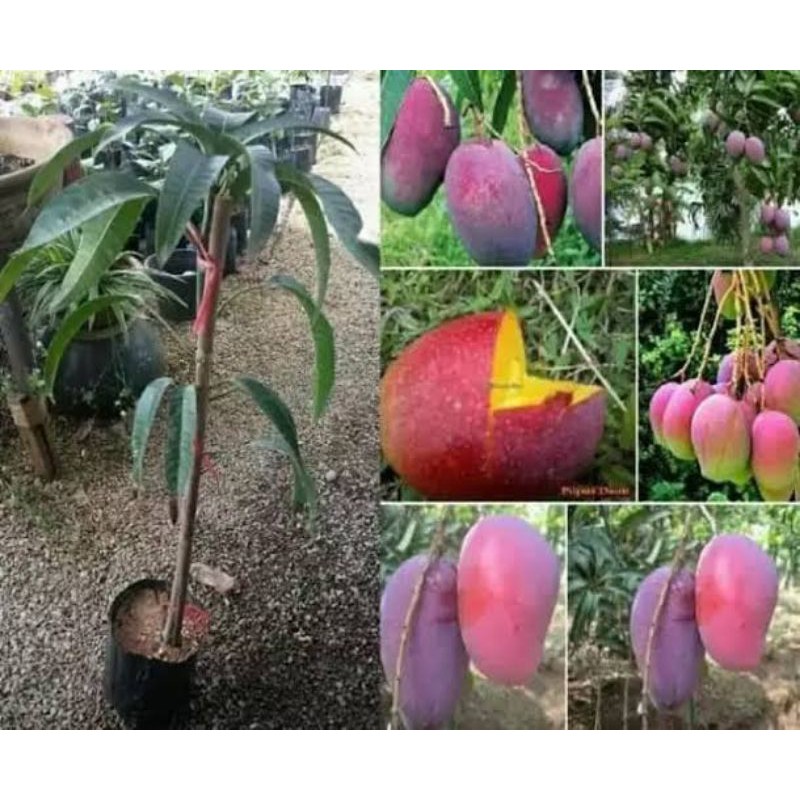 bibit pohon mangga irwin