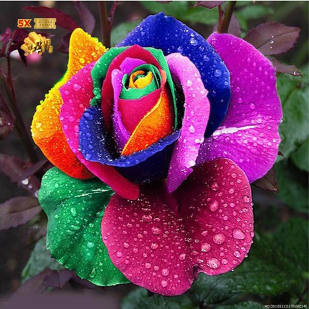 Bibit Benih Biji Bunga Mawar Rainbow Import - Biji Tanaman Bunga Mawar Rainbow - Mawar Rainbow - COD