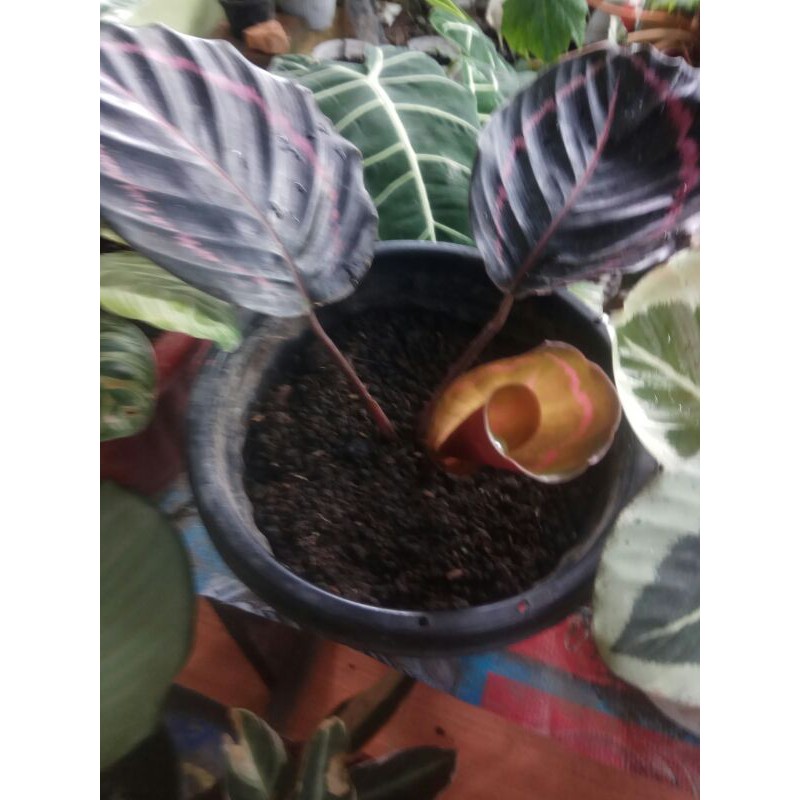 CALATEA LIPSTIK - CALATEA UNGU - CALATEA CANTIK