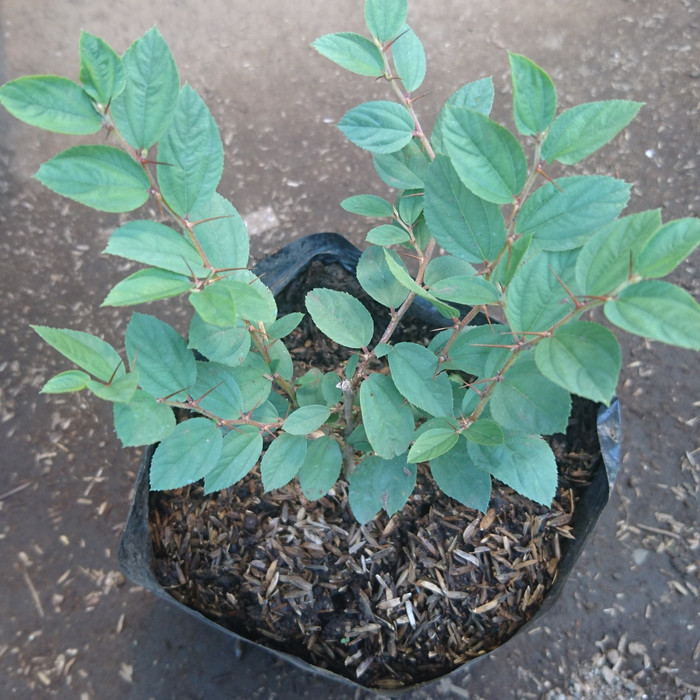 tanaman pohon bidara arab