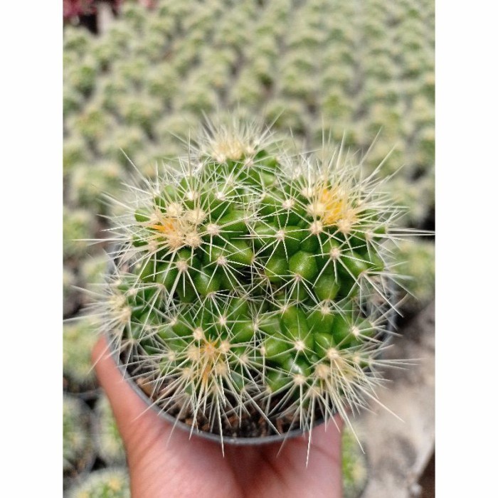 Golden barrel cluster / echinocactus grusonii KAKTUS SUKULEN