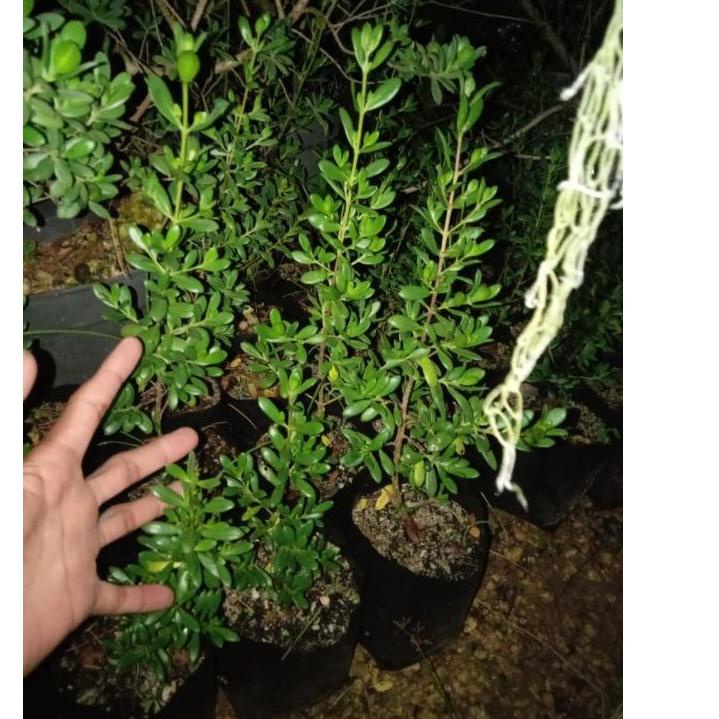 Ready Stock YSBKB bibit santigi karang 67 Super Promo