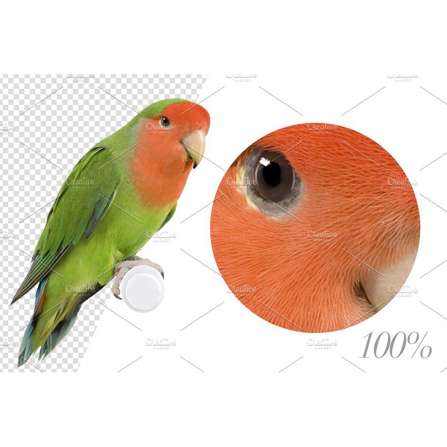 Birds High Res Pictures - JPEG Ultra HD