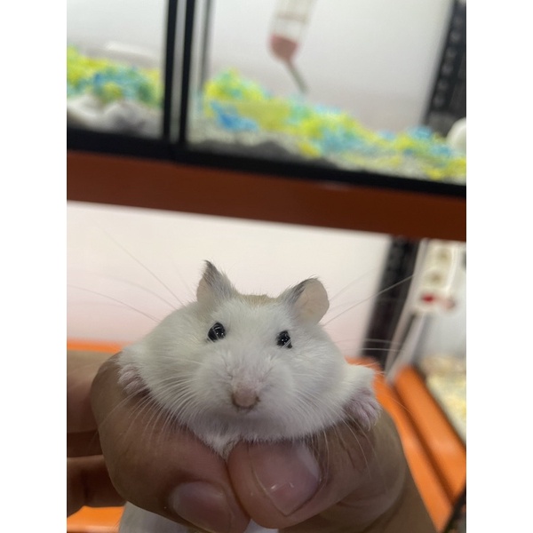 Hamster Roborovski Hewan Peliharan Lucu