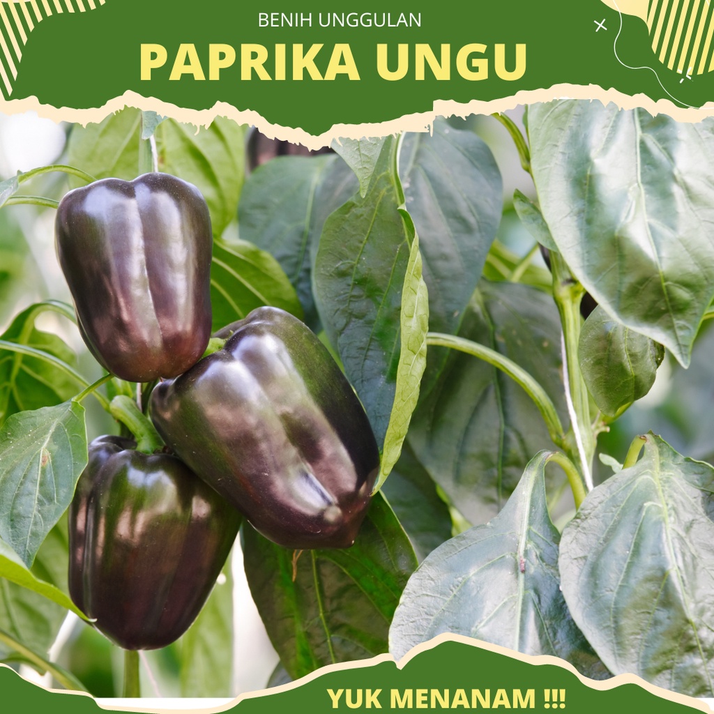 4 biji - Benih Paprika Ungu Hibrida PURPLE STAR F1 dari Known you seed