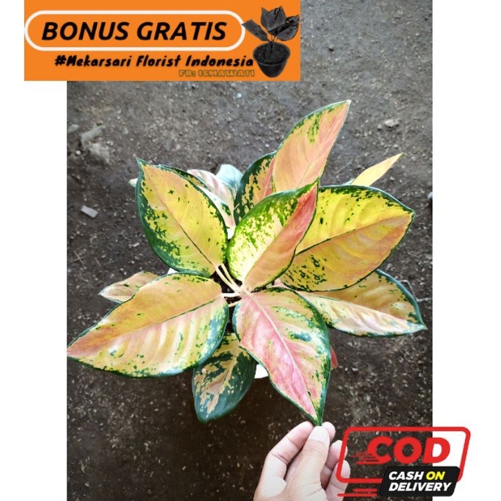 (COD) Kochin Kuning Klasik