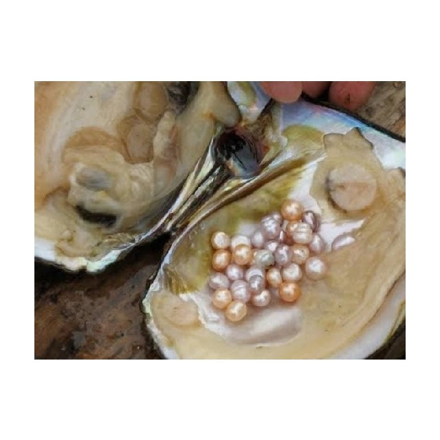 

Dijual Mutiara asli dalam kerang Air tawar 1 Kerang isi 10 -12 Mutiara - isi 10 Diskon